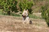 SCOTTISH TERRIER 231